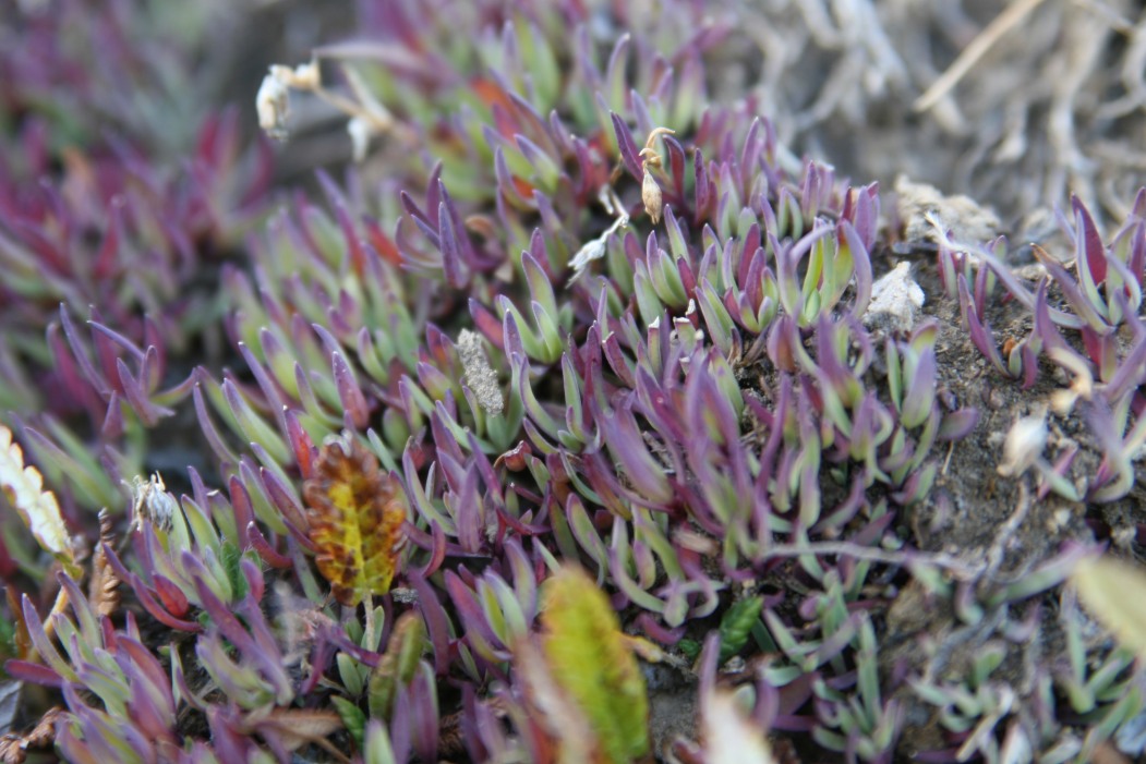 Assolutamente sconosciuta, Moncenisio - Carpobrotus sp.